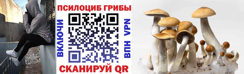 OMG зеркало  Камызяк  Галлюциногенные грибы Magic Shrooms  где купить наркоту 
